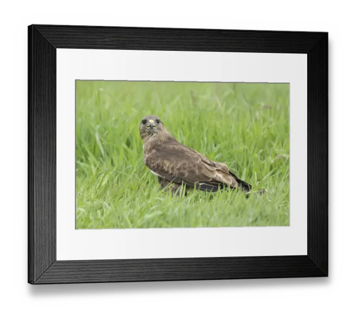 Framed Print : Common Buzzard (Buteo buteo) in a meadow, Noord-Brabant, The Netherlands Framed Print : Common Buzzard (Buteo buteo) in a meadow, Noord-Brabant, The Netherlands