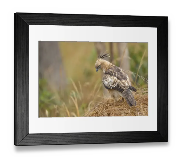 Framed Print : Changeable Hawk Eagle (Spizaetus cirrhatus) perching on dry grass looking for prey Framed Print : Changeable Hawk Eagle (Spizaetus cirrhatus) perching on dry grass looking for prey