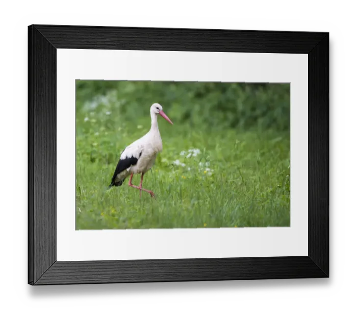 Framed Print : White stork (Ciconia ciconia) in meadow, Tartu region, Estonia, Tartu region, Estonia Framed Print : White stork (Ciconia ciconia) in meadow, Tartu region, Estonia, Tartu region, Estonia