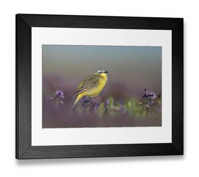 Framed Print : Yellow Wagtail (Motacilla flava) sitting on a flowerbed of purple hyacinth, Zuid-Holland Framed Print : Yellow Wagtail (Motacilla flava) sitting on a flowerbed of purple hyacinth, Zuid-Holland