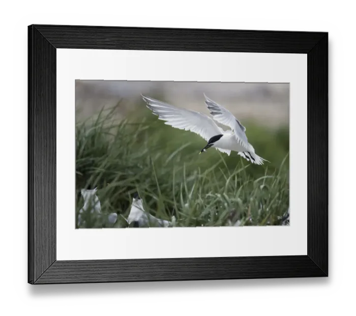 Framed Print : Sandwich Tern (Thalasseus sandvicensis) flying with a piece of fish in beak and hovering Framed Print : Sandwich Tern (Thalasseus sandvicensis) flying with a piece of fish in beak and hovering