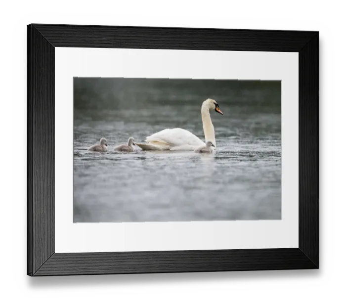 Framed Print : Mute swans (Cygnus olor) with cygnets on lake in rain, Tartu region, Estonia, Tartu region Framed Print : Mute swans (Cygnus olor) with cygnets on lake in rain, Tartu region, Estonia, Tartu region
