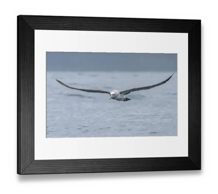 Framed Print : Salvins Albatross (Thalassarche salvini) flying near the coast above the ocean Framed Print : Salvins Albatross (Thalassarche salvini) flying near the coast above the ocean