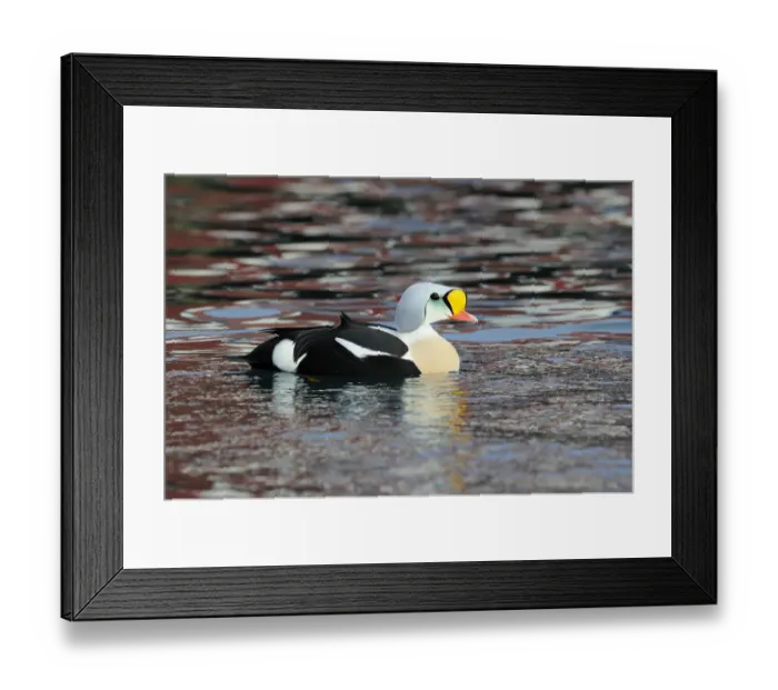 Framed Print : King Eider (Somateria spectabilis) male swimming, Norway Framed Print : King Eider (Somateria spectabilis) male swimming, Norway