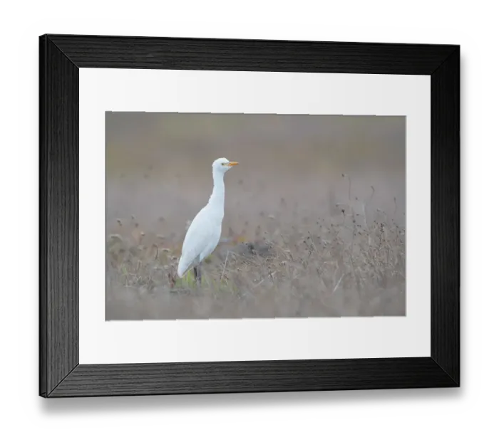 Framed Print : Cattle Egret (Bubulcus ibis) on the lookout in a dry field, Algarve, Portugal