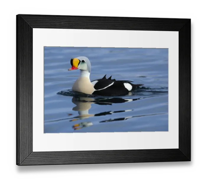 Framed Print : Male King Eider (Somateria spectabilis) swimming, Norway