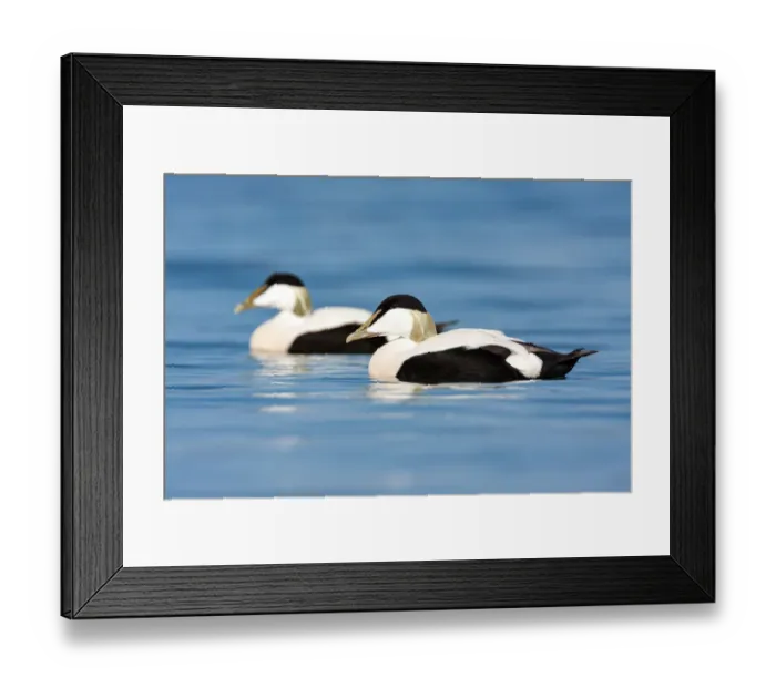 Framed Print : Two Common Eiders (Somateria mollissima) males swimming, northumberland, United Kingdom Framed Print : Two Common Eiders (Somateria mollissima) males swimming, northumberland, United Kingdom