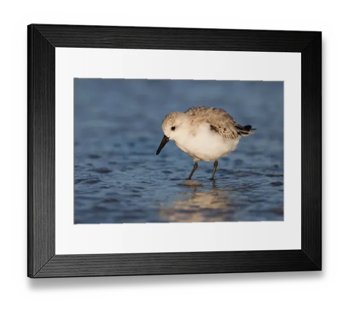Framed Print : Sanderling (Calidris alba) foraging along the shoreline, beach IJmuiden, The Netherlands Framed Print : Sanderling (Calidris alba) foraging along the shoreline, beach IJmuiden, The Netherlands