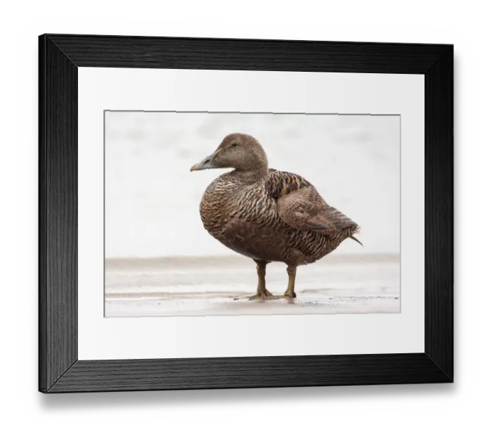 Framed Print : Common Eider (Somateria mollissima) female standing on the beach, Seahouses, Northumberland Framed Print : Common Eider (Somateria mollissima) female standing on the beach, Seahouses, Northumberland