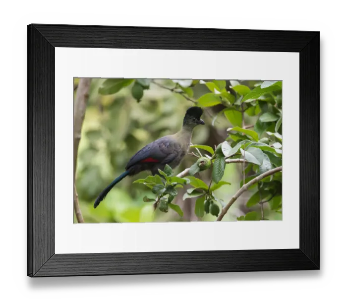 Framed Print : Purple-crested Turaco (Tauraco porphyreolophus) juvenile perched in a guava tree, Malawi Framed Print : Purple-crested Turaco (Tauraco porphyreolophus) juvenile perched in a guava tree, Malawi