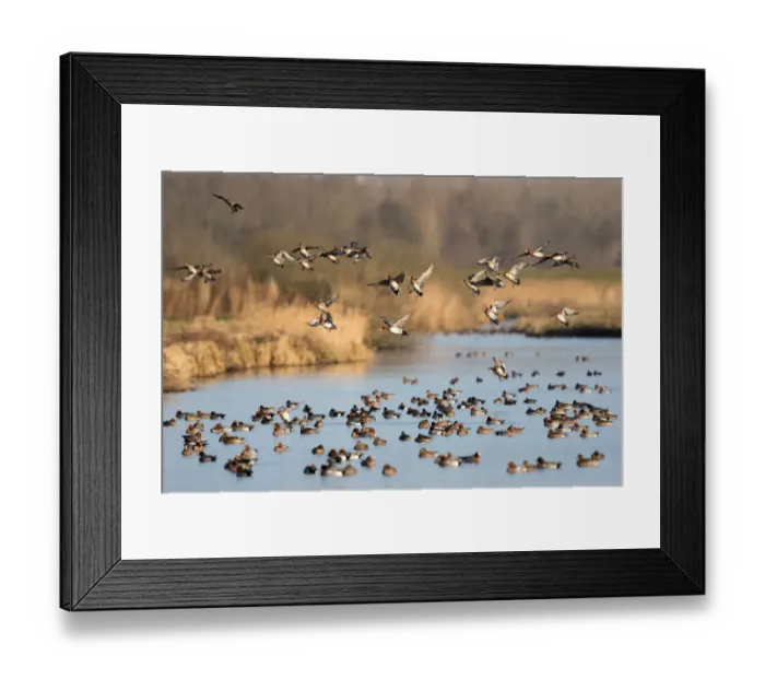 Framed Print : Eurasian Wigeon (Anas penelope) large group in fligth over water, polder Arkemheen Framed Print : Eurasian Wigeon (Anas penelope) large group in fligth over water, polder Arkemheen