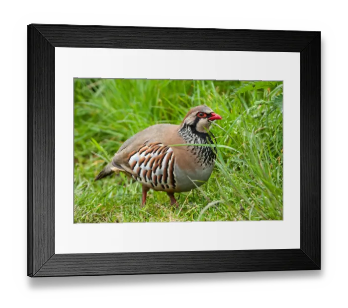 Framed Print : Red-legged Partridge (Alectoris rufa) foraging in the grass, Yorkshire Dales National Park Framed Print : Red-legged Partridge (Alectoris rufa) foraging in the grass, Yorkshire Dales National Park