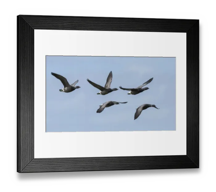 Framed Print : Brent goose (Branta bernicla) group of five flying in formation, Ameland, The Netherlands Framed Print : Brent goose (Branta bernicla) group of five flying in formation, Ameland, The Netherlands