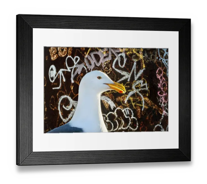 Framed Print : Western Gull (Larus occidentalis) in front of graffiti covered iron pole, San Fransisco Framed Print : Western Gull (Larus occidentalis) in front of graffiti covered iron pole, San Fransisco