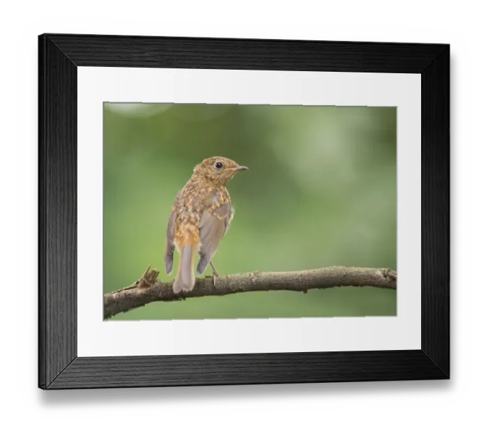 Framed Print : European Robin (Erithacus rubecula) juvenile perched on a branch, Flanders, Belgium Framed Print : European Robin (Erithacus rubecula) juvenile perched on a branch, Flanders, Belgium