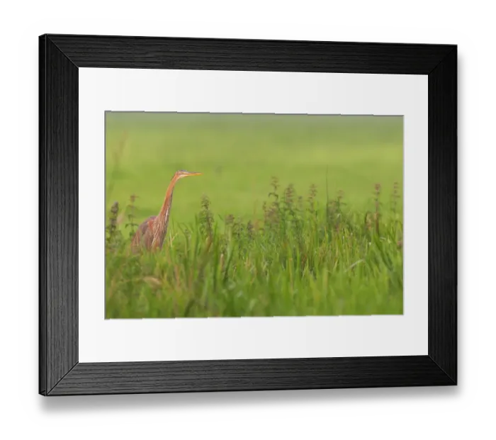 Framed Print : Purple Heron (Ardea purpurea) hunting in grassland, Meerkerk, The Netherlands Framed Print : Purple Heron (Ardea purpurea) hunting in grassland, Meerkerk, The Netherlands