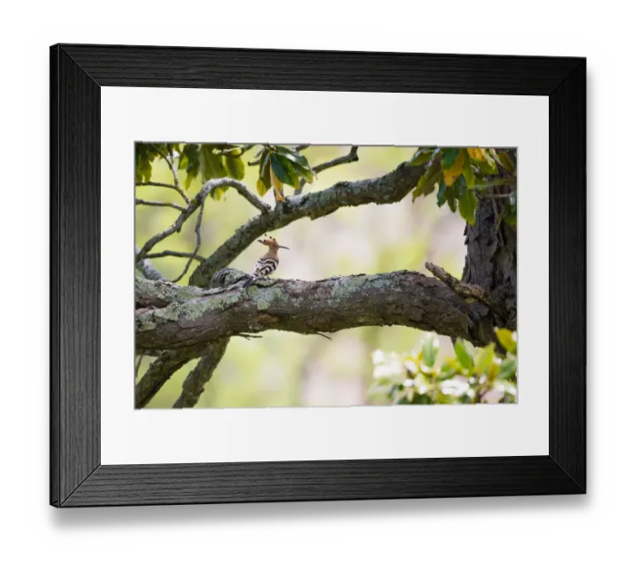 Framed Print : Eurasian Hoopoe (Upupa epops) perched on a branch, France Framed Print : Eurasian Hoopoe (Upupa epops) perched on a branch, France