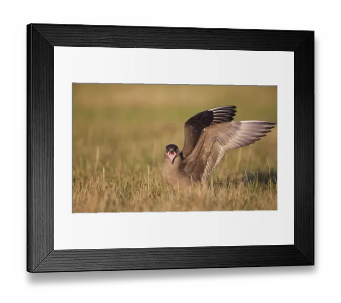 Framed Print : Arctic Skua (Stercorarius Parasiticus) standing on the tundra, North Slope, Point Barrow Framed Print : Arctic Skua (Stercorarius Parasiticus) standing on the tundra, North Slope, Point Barrow