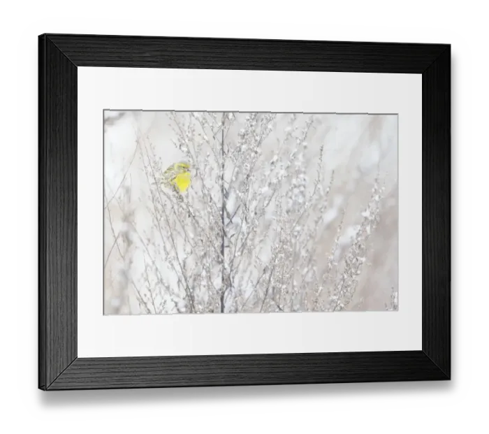 Framed Print : European Serin (Serinus serinus) male fouraging, Ede, Gelderland, The Netherlands Framed Print : European Serin (Serinus serinus) male fouraging, Ede, Gelderland, The Netherlands