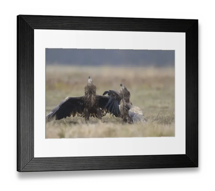 Framed Print : Two White-tailed Eagles (Haliaeetus albicilla) intimidating each other, while perching Framed Print : Two White-tailed Eagles (Haliaeetus albicilla) intimidating each other, while perching