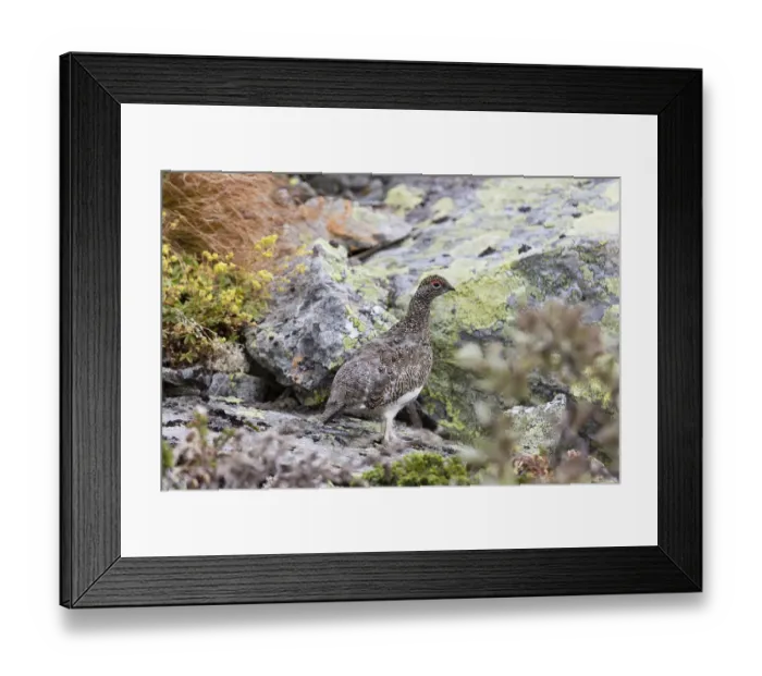 Framed Print : rock ptarmigan (Lagopus muta) in summer plumage standing on lichen covered rock, Hemsedal Framed Print : rock ptarmigan (Lagopus muta) in summer plumage standing on lichen covered rock, Hemsedal