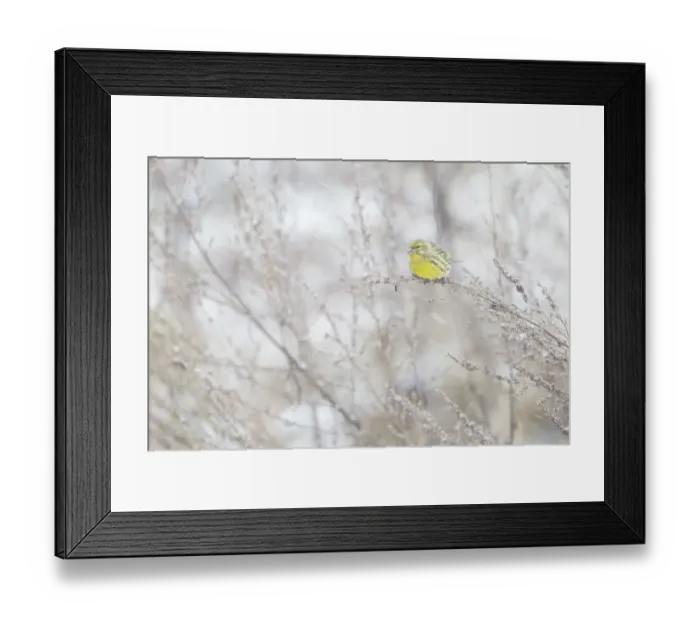 Framed Print : European Serin (Serinus serinus) male fouraging, Ede, Gelderland, The Netherlands Framed Print : European Serin (Serinus serinus) male fouraging, Ede, Gelderland, The Netherlands