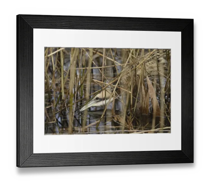 Framed Print : Close up of a foraging Great Bittern (Botaurus stellaris) amidst a reed bed, Roggebotsbos Framed Print : Close up of a foraging Great Bittern (Botaurus stellaris) amidst a reed bed, Roggebotsbos