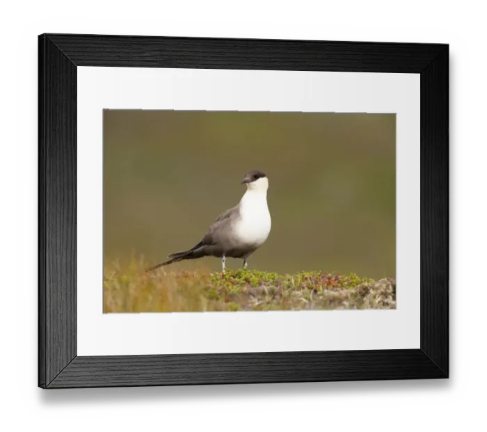 Framed Print : Long-tailed Skua (Stercorarius longicaudus) adult standing in tundra, Borgefjell, Nord-Trondelag Framed Print : Long-tailed Skua (Stercorarius longicaudus) adult standing in tundra, Borgefjell, Nord-Trondelag