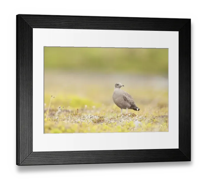 Framed Print : Long-tailed Skua (Stercorarius longicaudus) juvenile standing on Tundra, Borgefjell Framed Print : Long-tailed Skua (Stercorarius longicaudus) juvenile standing on Tundra, Borgefjell