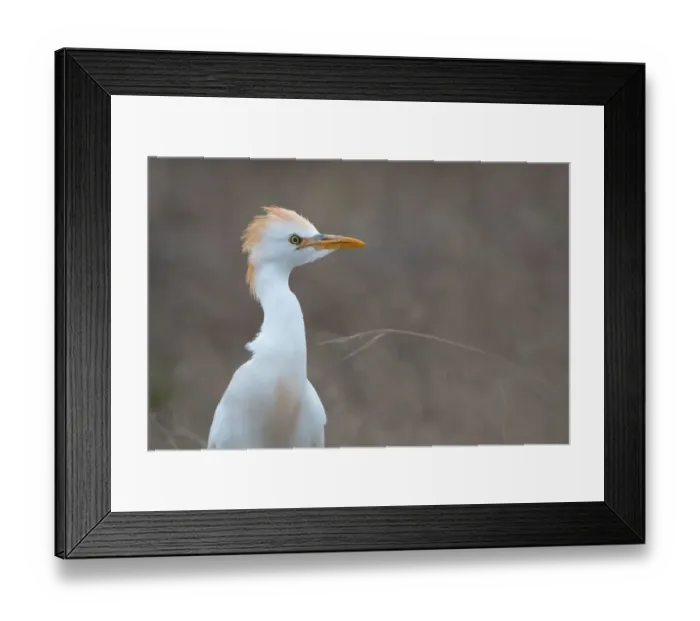 Framed Print : Cattle Egret (Bubulcus ibis) portrait, Algarve, Portugal Framed Print : Cattle Egret (Bubulcus ibis) portrait, Algarve, Portugal
