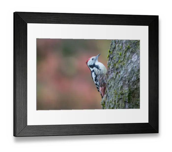 Framed Print : Middle Spotted Woodpecker (Dendrocoptes medius) clinging to a tree, Upper Austria Framed Print : Middle Spotted Woodpecker (Dendrocoptes medius) clinging to a tree, Upper Austria