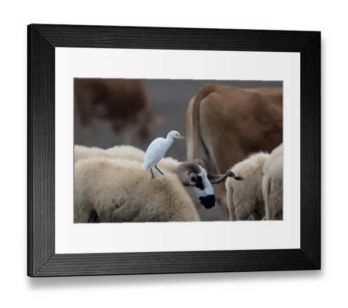 Framed Print : Cattle Egret (Bubulcus ibis) standing on the back of a Navajo-Churro sheep, Algarve Framed Print : Cattle Egret (Bubulcus ibis) standing on the back of a Navajo-Churro sheep, Algarve