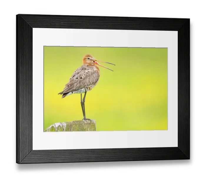 Framed Print : Black-Tailed Godwit (Limosa limosa) standing on a pole, Stroobos, Friesland Framed Print : Black-Tailed Godwit (Limosa limosa) standing on a pole, Stroobos, Friesland