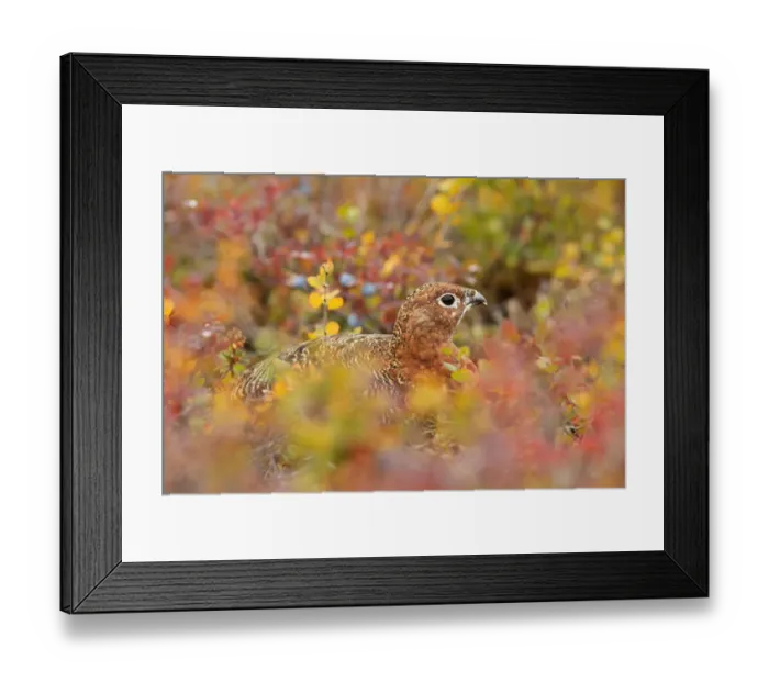 Framed Print : Willow Grouse (Lagopus lagopus) in colorful tundra, Denali National Park and Preserve Framed Print : Willow Grouse (Lagopus lagopus) in colorful tundra, Denali National Park and Preserve