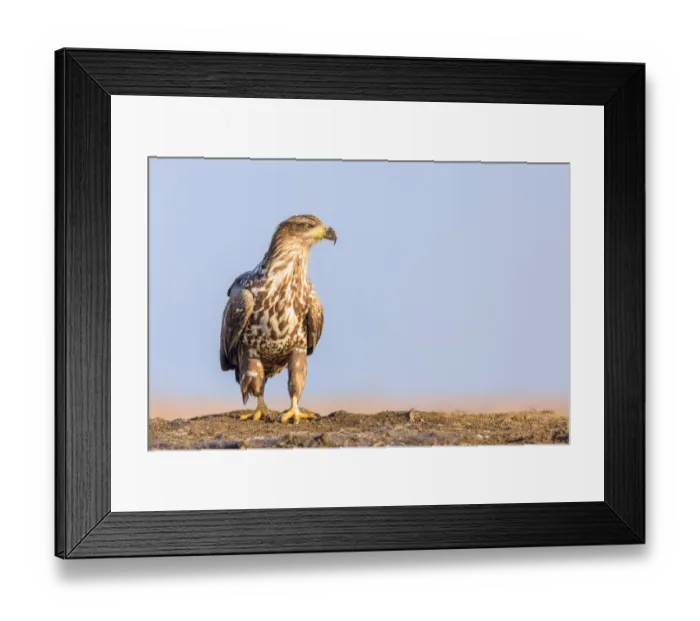 Framed Print : White-tailed Eagle (Haliaeetus albicilla) standing on the edge of a lake, Kiskunsagi National Park Framed Print : White-tailed Eagle (Haliaeetus albicilla) standing on the edge of a lake, Kiskunsagi National Park