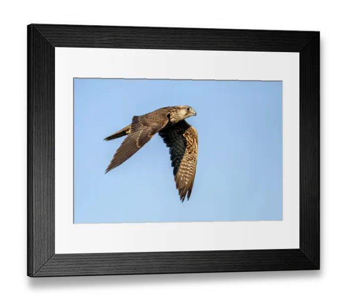Framed Print : Lanner Falcon (Falco Biarmicus) male, in flight, Gelderland, the Netherlands Framed Print : Lanner Falcon (Falco Biarmicus) male, in flight, Gelderland, the Netherlands