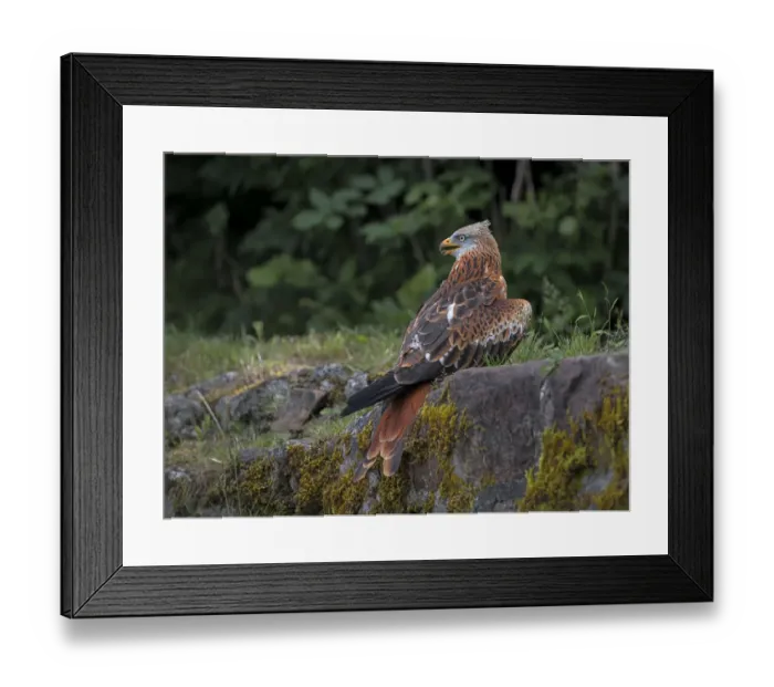 Framed Print : Red Kite (Milvus Milvus) perched on a brick wall looking left, Eifel, Germany Framed Print : Red Kite (Milvus Milvus) perched on a brick wall looking left, Eifel, Germany