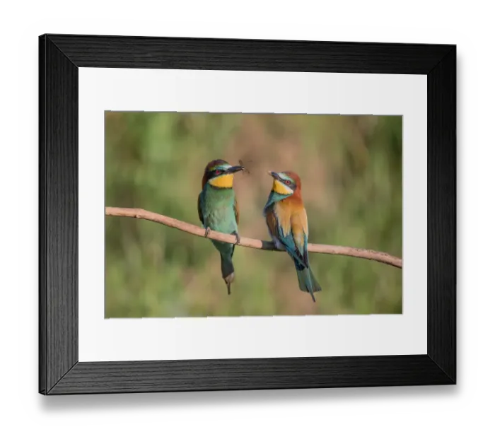Framed Print : Male Eueopean Bee-eater (Merops apiaster) presenting female with a food gift as part Framed Print : Male Eueopean Bee-eater (Merops apiaster) presenting female with a food gift as part