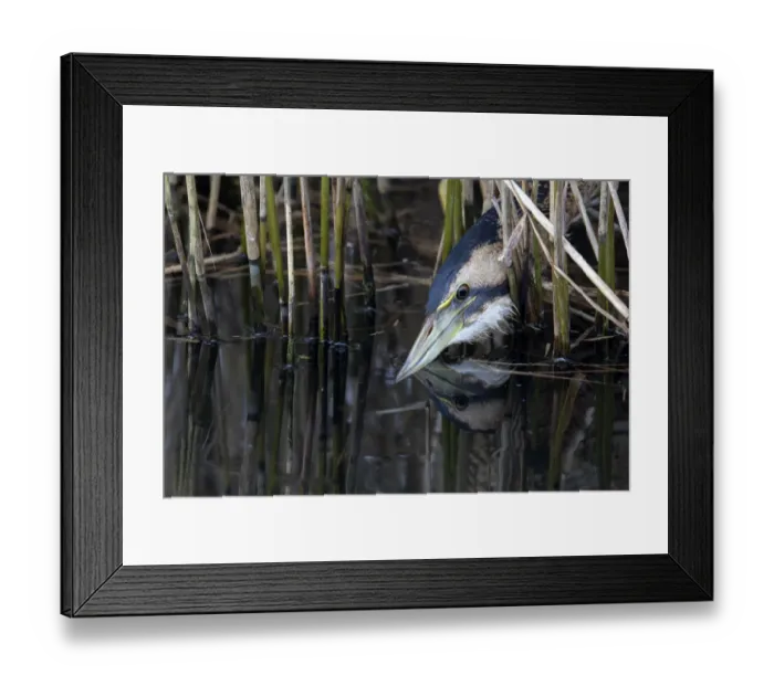 Framed Print : Great Bittern (Botaurus stellaris) hunting, Roggebotveld, Dronten, Flevoland Framed Print : Great Bittern (Botaurus stellaris) hunting, Roggebotveld, Dronten, Flevoland
