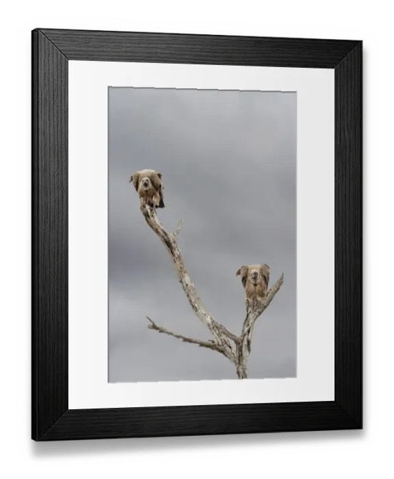 Framed Print : Two White-backed Vultures (Gyps africanus) perched on a dead tree, Kruger National Park Framed Print : Two White-backed Vultures (Gyps africanus) perched on a dead tree, Kruger National Park