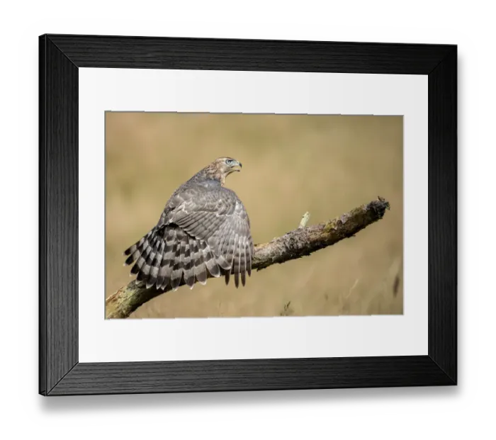 Framed Print : Northern Goshawk (Accipiter Gentilis) male perched on a branch and mantling his prey Framed Print : Northern Goshawk (Accipiter Gentilis) male perched on a branch and mantling his prey