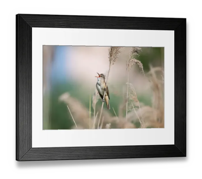 Framed Print : Great Reed Warbler (Acrocephalus arundinaceus) singing, Bekes, Hungary Framed Print : Great Reed Warbler (Acrocephalus arundinaceus) singing, Bekes, Hungary
