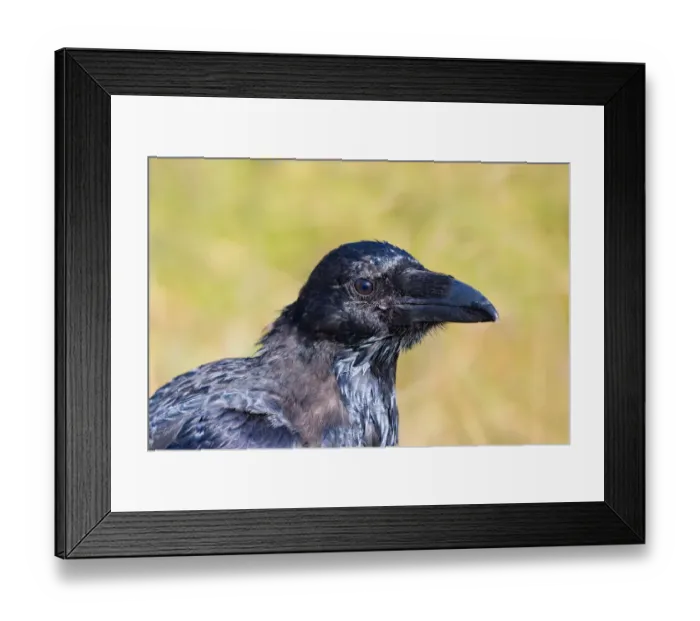 Framed Print : Portrait of a juvenile Raven (Corvus corax), Reynisfjara, Vik, Sudhurland, Iceland Framed Print : Portrait of a juvenile Raven (Corvus corax), Reynisfjara, Vik, Sudhurland, Iceland