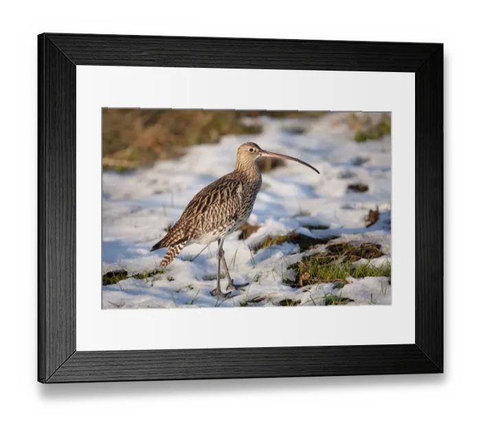 Framed Print : Eurasian curlew (Numenius arquata) walking in the snow, Zeeland, The Netherlands Framed Print : Eurasian curlew (Numenius arquata) walking in the snow, Zeeland, The Netherlands