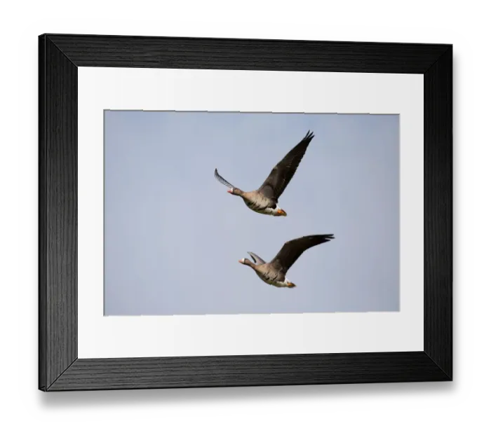 Framed Print : White-fronted Goose (Anser albifrons) couple in fligth, polder Arkemheen, The Netherlands Framed Print : White-fronted Goose (Anser albifrons) couple in fligth, polder Arkemheen, The Netherlands