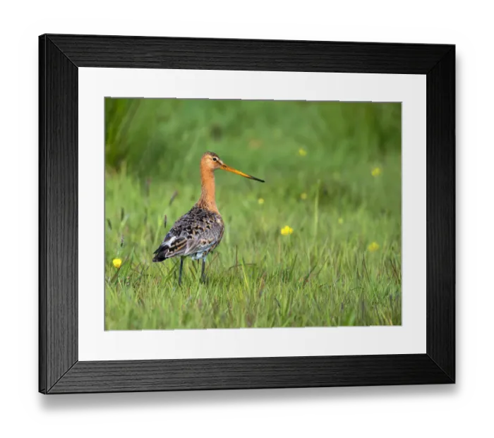 Framed Print : Black-tailed godwit (Limosa limosa) adult foraging in a meadow looking at camera, Noordeinde Framed Print : Black-tailed godwit (Limosa limosa) adult foraging in a meadow looking at camera, Noordeinde