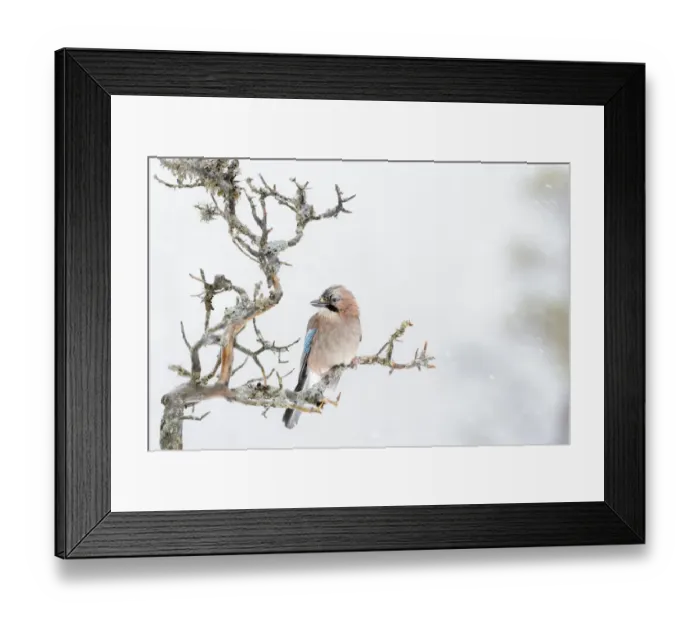 Framed Print : Eurasian Jay (Garrulus glandarius) perched at a branch during blizzard, Flatanger, Norway Framed Print : Eurasian Jay (Garrulus glandarius) perched at a branch during blizzard, Flatanger, Norway
