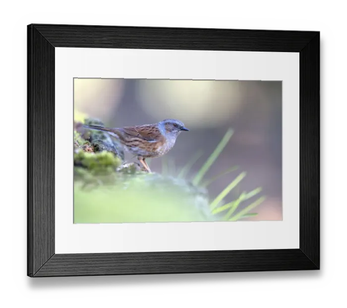 Framed Print : Dunnock (Prunella modularis) adult, perched on a branch, Veluwe, The Netherlands Framed Print : Dunnock (Prunella modularis) adult, perched on a branch, Veluwe, The Netherlands