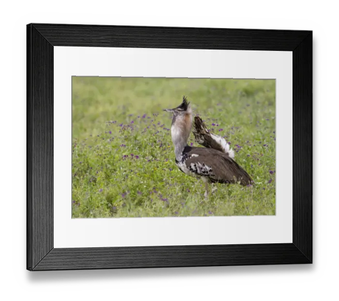 Framed Print : Kori Bustard (Ardeotis kori) male in courtship display, Ngorongoro Conservation Area Framed Print : Kori Bustard (Ardeotis kori) male in courtship display, Ngorongoro Conservation Area