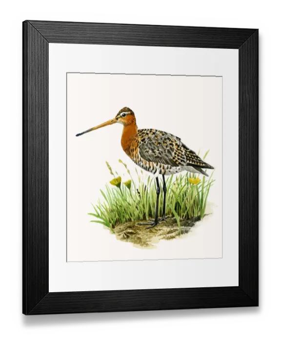 Framed Print : Black-tailed Godwit (Limosa limosa) adult standing in the grass Framed Print : Black-tailed Godwit (Limosa limosa) adult standing in the grass